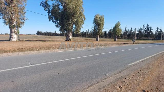 Ter titre 12500m2 hajjama tiflet - 2