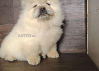 chiot chow chow age 45 jeur 
