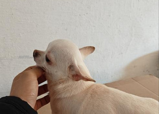 chihuahua toy adulte