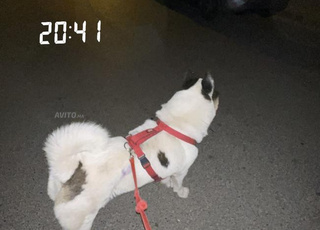 Chien Akita américain sang pur