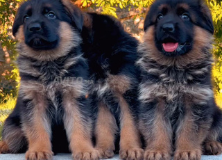 berger allemand pedigree