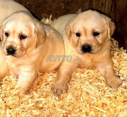 labrador sablée 