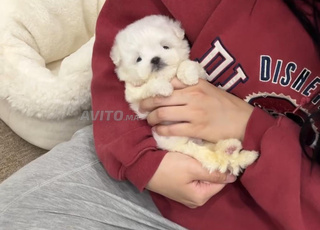 Bichon Maltais Toy