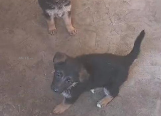 berger allmand cassé 