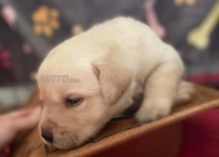 choit bébé labrador retreiver