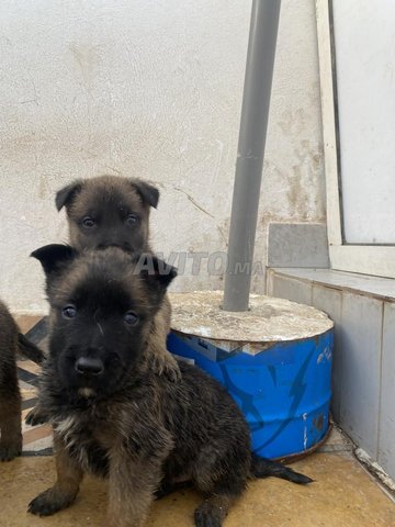 Chiots malinois