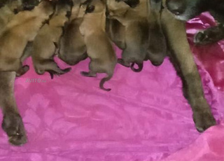 bon chien malinois active 