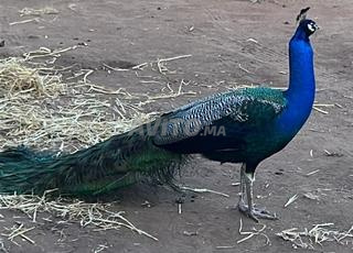 Paon Bleu vendre