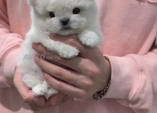 Bichon Maltais Race Pure chez Élevage Canin