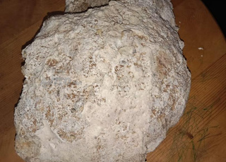 عنبر الحوت أشهب 