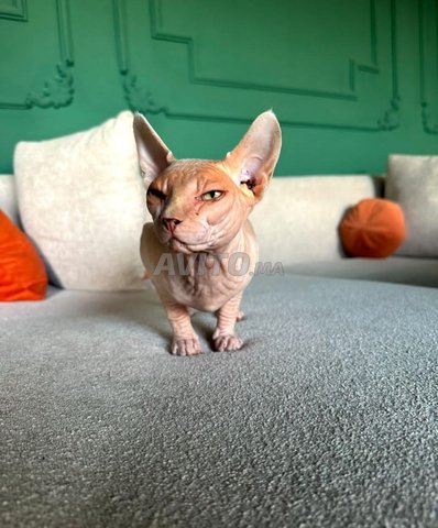 Mâle de sphynx 9mois avec carnet et passeport