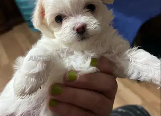 beautiful bichon maltais 