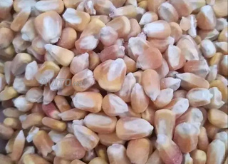 البشنة البلدية 