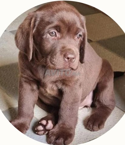 Disponible Chiot labrador chocolat