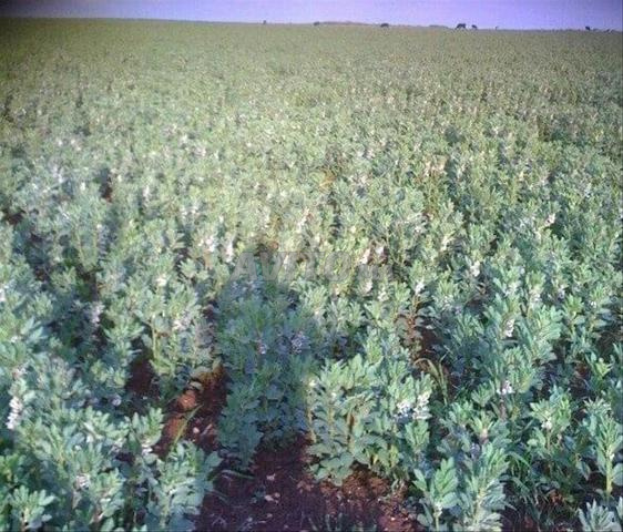 ارظ فلحية لابيع.4 هكثار ثمن24 مليون