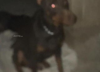 Doberman mâle marron a vendre