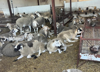 حوالا صرادا جودة عالية