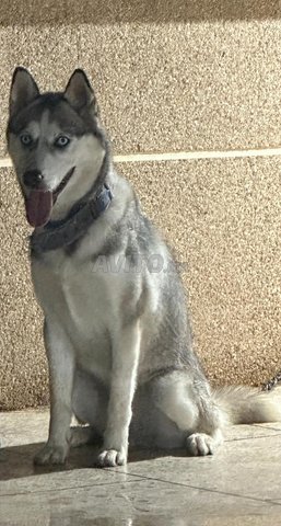 Husky à disposition d’une personne intéressée 