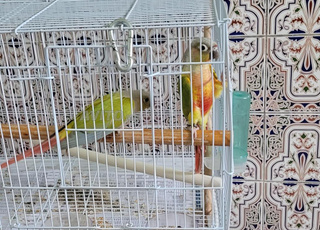 couple de conures Molina dilute ( Suncheek )