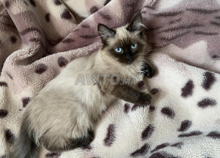 Chaton femelle siamois balinais