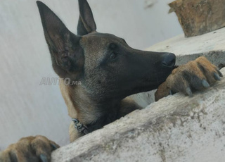 chien malainoi très agressif  bon prix 4 mois mall