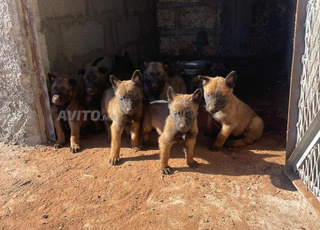 chiots malinois 