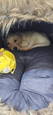 labrador sablé