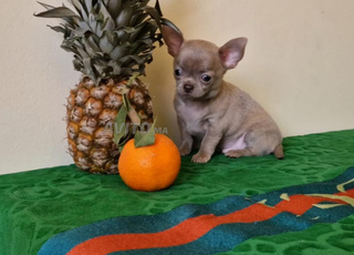 beau chien chihuahua à vendre 
