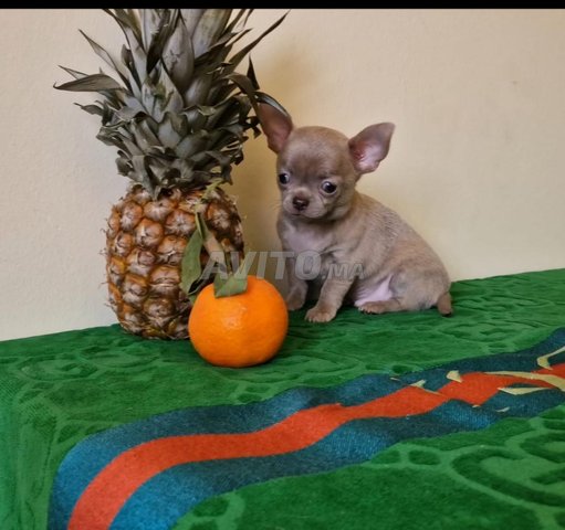 beau chien chihuahua à vendre 