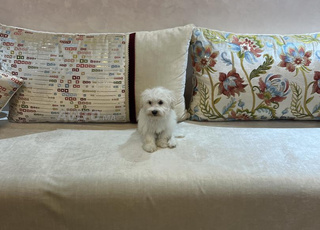 chienne bichòn maltais vrais