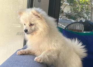 FEMELLE SPITZ NAIN BLANCHE PURE RACE