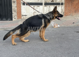  Berger allemand pedigree 
