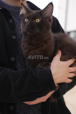 chat maine coon