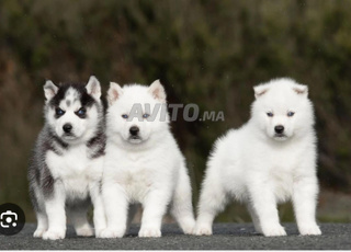 Chiot husky blanc 