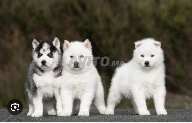 Chiot husky blanc 