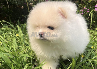 spitz nain loulou de pomeranie