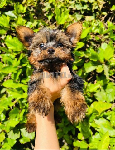 Yorkshire puppies 