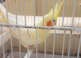 un oiseau clalopsite