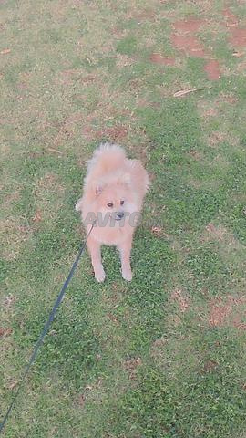 spitz nain mâle avondr âge 7mois casablanca  - 2