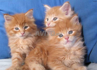 bébé chaton roux poinllonp  âge 45 j