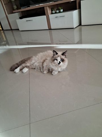 Chat hymalaian 