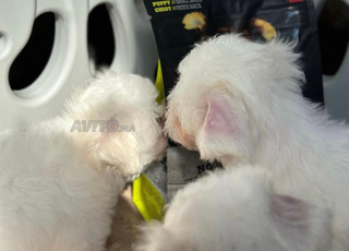 puppy bichon maltais toy 