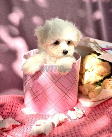puppy maltese bichon 