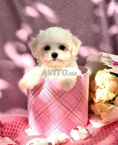chiot bichon maltais toy 