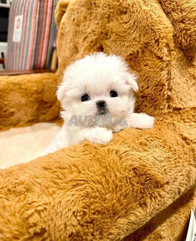 bichon maltais bébé nain