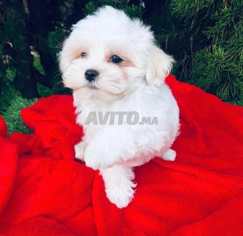 puppy maltese toy