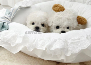 puppy bichon 