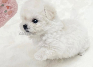 bichon maltais puppy 