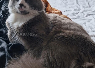 Chat Adulte Tommy 1 an