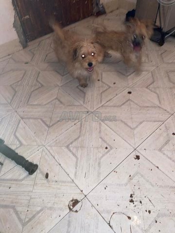 deux chein de la rac pekinoi l’age 5 mois